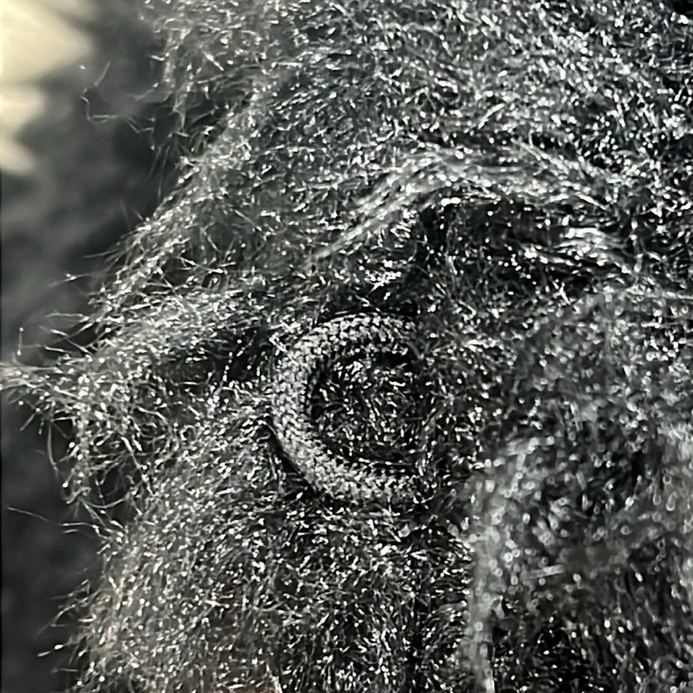 MADDEN GIRL faux fur black vest - Picture 14 of 16